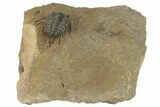 Gorgeous, Spiny Trilobite (Leonaspis) - Atchana, Morocco #210169-3